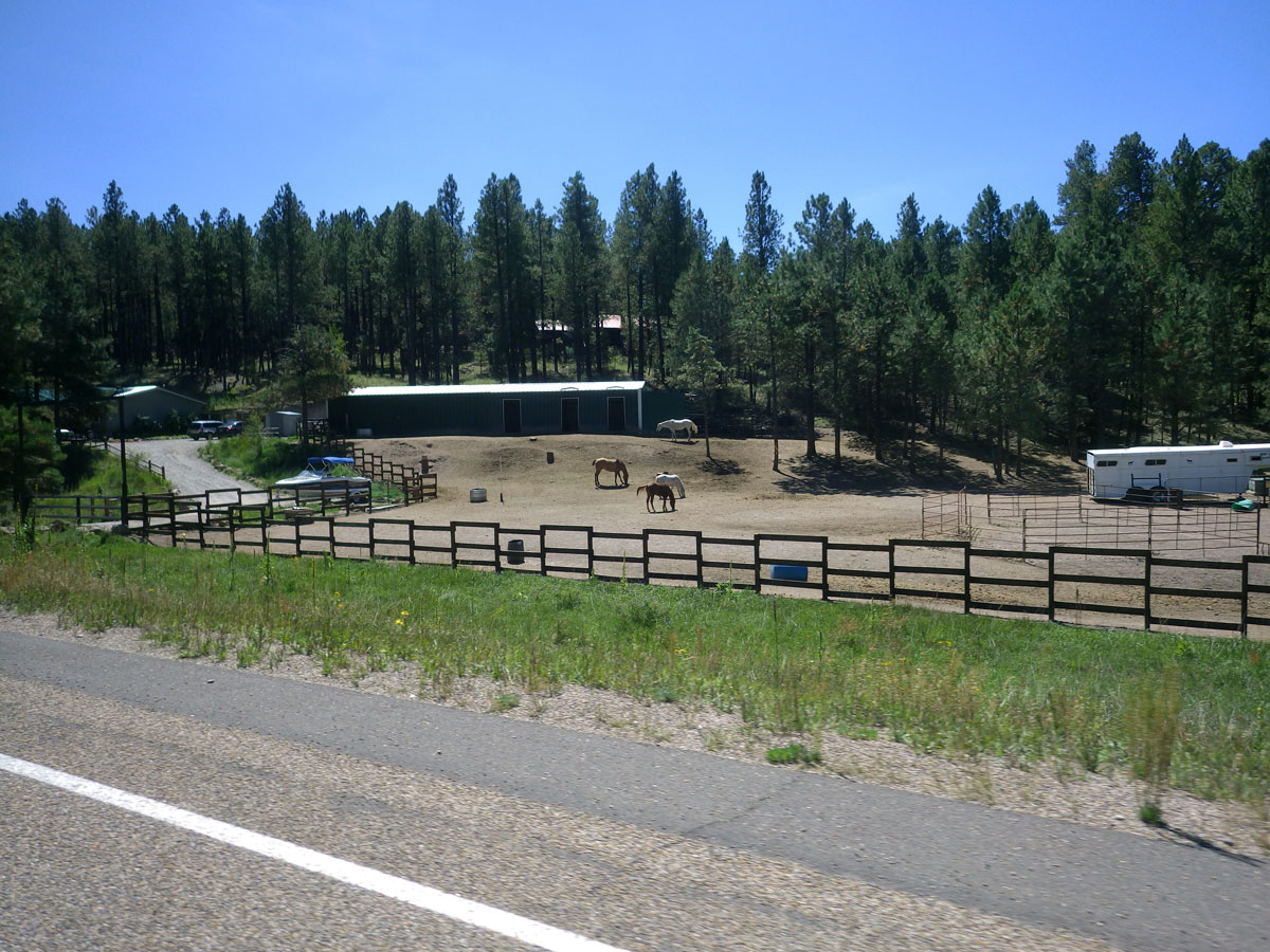 horses at Los Alamos